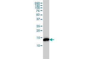 RPS19 monoclonal antibody (M01), clone 3C6 Western Blot analysis of RPS19 expression in K-562 . (RPS19 Antikörper  (AA 1-145))