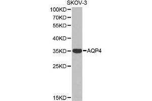 Western blot analysis of extracts of SKOV-3 cell line, using AQP4 antibody. (Aquaporin 4 Antikörper  (AA 244-323))