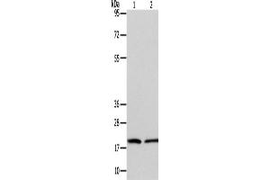 Western Blotting (WB) image for anti-Anaphase Promoting Complex Subunit 13 (ANAPC13) antibody (ABIN2422611)