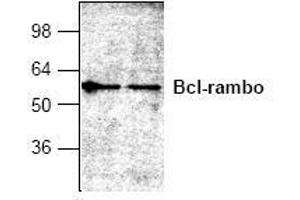 Image no. 1 for anti-BCL2-Like 13 (Apoptosis Facilitator) (BCL2L13) antibody (ABIN127304) (BCL2L13 Antikörper)