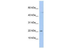 C19orf25 antibody used at 1.