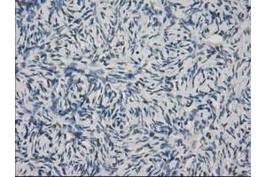 Image no. 9 for anti-Fc gamma RII (CD32) antibody (ABIN1497255) (Fc gamma RII (CD32) Antikörper)