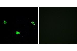 P-peptide - +Immunofluorescence analysis of LOVO cells, using HNF4α (Phospho-Ser313) antibody. (HNF4A Antikörper  (pSer313))