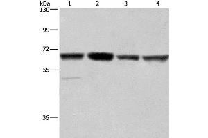 Western Blot analysis of Hela, Jurkat, K562 and HUVEC cell using GLYR1 Polyclonal Antibody at dilution of 1:350