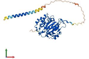 Protein Structure (PS) image for UDP-Gal:betaGlcNAc beta 1,4- Galactosyltransferase, Polypeptide 2 (B4GALT2) (AA 1-369) protein (His tag) (ABIN7556452)