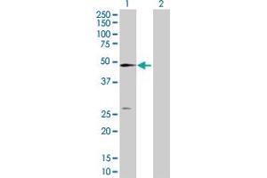 Western Blot analysis of NT5C2 expression in transfected 293T cell line by NT5C2 MaxPab polyclonal antibody.
