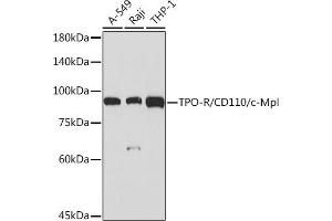 Western blot analysis of extracts of various cell lines, using TPO-R/CD110/c-Mpl Rabbit mAb (ABIN7268727) at 1:1000 dilution. (MPL Antikörper)