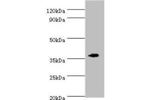 Western blot All lanes: EFNB2 antibody at 6 μg/mL + Mouse kidney tissue Secondary Goat polyclonal to rabbit IgG at 1/10000 dilution Predicted band size: 37 kDa Observed band size: 37 kDa (Ephrin B2 Antikörper  (AA 28-229))