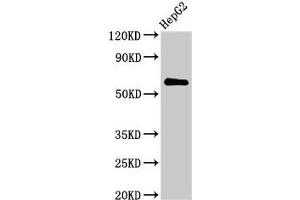 Western Blot Positive WB detected in: HepG2 whole cell lysate All lanes: CTPS2 antibody at 2. (CTPS2 Antikörper  (AA 62-315))
