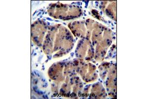 LIPC Antibody (Center) (ABIN656217 and ABIN2845534) immunohistochemistry analysis in formalin fixed and paraffin embedded human stomach tissue followed by peroxidase conjugation of the secondary antibody and DAB staining. (LIPC Antikörper  (AA 310-338))