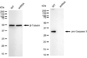 Western blotting analysis using pro Caspase 3 antibody (ABIN7799901). (Rekombinanter Pro Caspase 3 Antikörper)