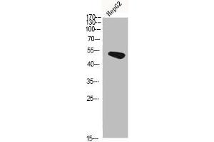 Western Blot analysis of HEPG2 cells using Hic-5 Polyclonal Antibody diluted at 1:500.