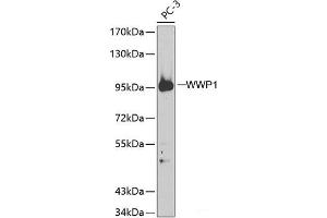 Western blot analysis of extracts of PC-3 cells using WWP1 Polyclonal Antibody. (WWP1 Antikörper)