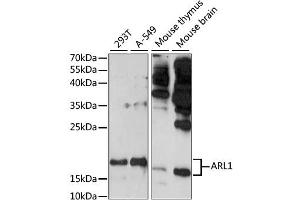 Western blot analysis of extracts of various cell lines, using ARL1 antibody (ABIN6291259) at 1:1000 dilution. (ARL1 Antikörper)