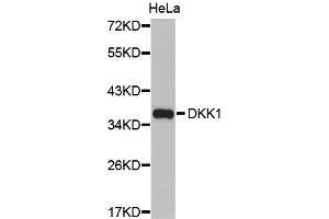 Western Blotting (WB) image for anti-Dickkopf Homolog 1 (DKK1) antibody (ABIN1872280) (DKK1 Antikörper)