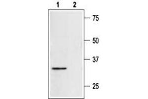 Syntaxin 4 (STX4) peptide