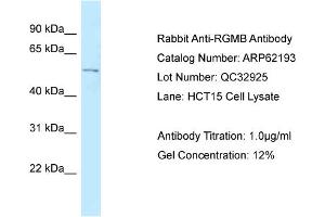 Western Blotting (WB) image for anti-RGM Domain Family, Member B (RGMB) (C-Term) antibody (ABIN2789057) (RGMB Antikörper  (C-Term))