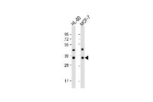All lanes : Anti-OR10J5 Antibody (C-term) at 1:1000 dilution Lane 1: HL-60 whole cell lysate Lane 2: MCF-7 whole cell lysate Lysates/proteins at 20 μg per lane.