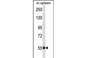 USP40 Antibody (N-term) (ABIN657495 and ABIN2846520) western blot analysis in mouse spleen tissue lysates (35 μg/lane). (USP40 Antikörper  (N-Term))
