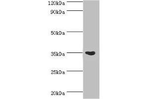 Western blot All lanes: Arginase-1 antibody at 3 μg/mL + Mouse liver tissue Secondary Goat polyclonal to rabbit IgG at 1/10000 dilution Predicted band size: 35, 36, 26 kDa Observed band size: 35 kDa (Liver Arginase Antikörper  (AA 1-322))