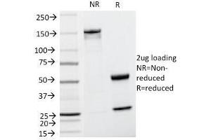 SDS-PAGE Analysis of Purified, BSA-Free Cyclin D1 Antibody (clone CCND1/809). (Cyclin D1 Antikörper)