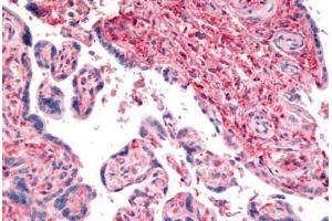 Anti-CD26 antibody  ABIN1048412 IHC staining of human placenta. (DPP4 Antikörper  (Internal Region))
