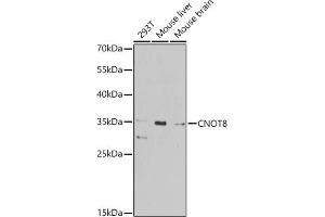 Western blot analysis of extracts of various cell lines, using CNOT8 antibody (ABIN6127644, ABIN6138786, ABIN6138788 and ABIN6224080) at 1:1000 dilution. (CNOT8 Antikörper  (AA 1-292))