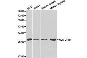Western Blotting (WB) image for anti-Major Histocompatibility Complex, Class II, DP beta 1 (HLA-DPB1) antibody (ABIN1873027) (HLA-DPB1 Antikörper)