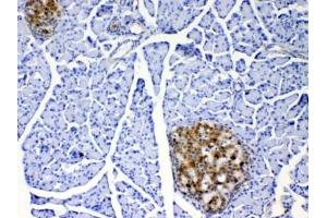 IHC testing of FFPE rat pancreas tissue with IL17A antibody at 1ug/ml. (Interleukin 17a Antikörper)