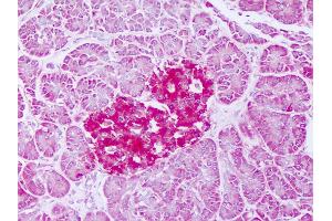 Anti-FTMT / MTF antibody IHC of human pancreas. (Ferritin Mitochondrial Antikörper  (AA 98-147))