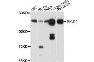 Western blot analysis of extract of various cells, using BICD2 antibody. (BICD2 Antikörper)