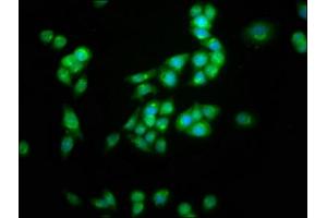 Immunofluorescence (IF) image for anti-Potassium Voltage-Gated Channel, Shaw-Related Subfamily, Member 3 (KCNC3) (AA 638-745) antibody (ABIN7163969)