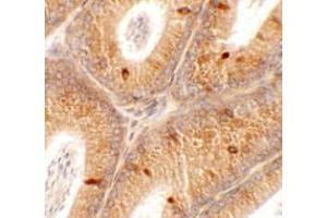 Immunohistochemistry of SPATA4 in mouse testis tissue with SPATA4 antibody at 2. (SPATA4 Antikörper  (C-Term))