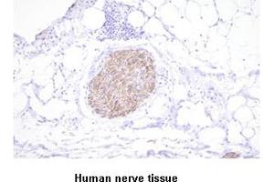 Paraffin embedded sections of human nerve tissue were incubated with anti-human PGP9. (UCHL1 Antikörper  (AA 1-223))