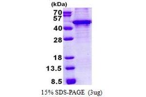 SDS-PAGE (SDS) image for Kruppel-Like Factor 3 (Basic) (KLF3) (AA 1-345) protein (His tag) (ABIN5853140) (KLF3 Protein (AA 1-345) (His tag))