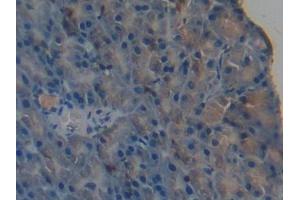 IHC-P analysis of Mouse Pancreas Tissue, with DAB staining. (PPL Antikörper  (AA 1501-1754))