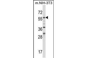 Western blot analysis in mouse NIH-3T3 cell line lysates (35ug/lane). (BIN1 Antikörper  (AA 360-389))