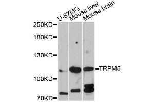 Western blot analysis of extracts of various cell lines, using TRPM5 antibody (ABIN5999108) at 1:3000 dilution. (TRPM5 Antikörper)