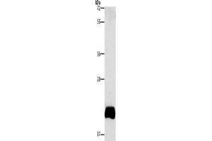 Western Blotting (WB) image for anti-Apolipoprotein B mRNA Editing Enzyme, Catalytic Polypeptide-Like 3C (APOBEC3C) antibody (ABIN2432497)