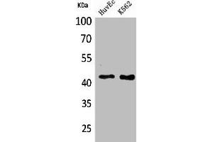 Western Blot analysis of HuvEc K562 cells using Layilin Polyclonal Antibody (Layilin Antikörper  (Internal Region))