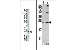 Image no. 2 for anti-BCL2-Like 2 (BCL2L2) (AA 1-100), (BH3 Domain), (N-Term) antibody (ABIN356814) (BCL2L2 Antikörper  (BH3 Domain, N-Term))