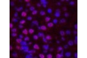 Immunofluorescence analysis of Mouse kidney tissue using Histone H2B Monoclonal Antibody at dilution of 1:200. (Histone H2B Antikörper)