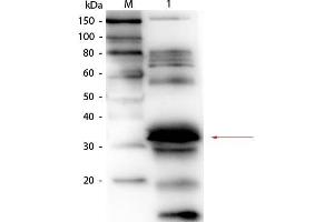 Western Blot of Goat anti-Folate Binding Protein (Bovine Milk) Antibody Biotin Conjugated. (FOLR1 Antikörper  (Biotin))