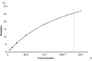 Cynomolgus IL-2 R beta, His Tag captured on CM5 Chip via Anti-His Antibody can bind Human IL-2, No Tag with an affinity constant of 0.