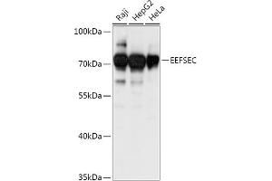 Western blot analysis of extracts of various cell lines, using EEFSEC antibody (ABIN7267020) at 1:1000 dilution. (EEFSEC Antikörper  (AA 347-596))