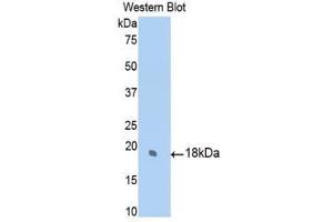 Western Blotting (WB) image for anti-Sulfite Oxidase (SUOX) (AA 397-540) antibody (ABIN1860664) (SUOX Antikörper  (AA 397-540))