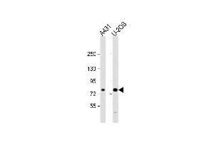 All lanes : Anti-N1A2 Antibody (Center) at 1:2000 dilution Lane 1: A431 whole cell lysate Lane 2: U-2OS whole cell lysate Lysates/proteins at 20 μg per lane. (MAN1A2 Antikörper  (AA 342-373))