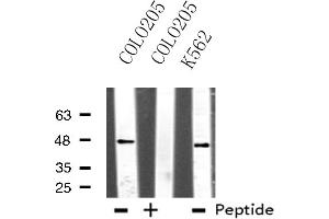 Western blot analysis of extracts from COLO205/K562 cells, using TEAD1 antibody. (TEAD1 Antikörper  (Internal Region))