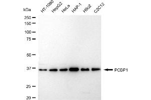 Western blotting analysis using PCBP1 antibody (ABIN7800958). (Rekombinanter Poly Binding Protein 1 Antikörper)