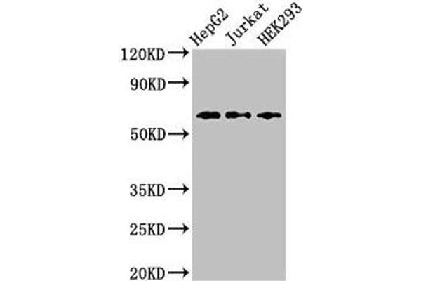 CD96 antibody  (AA 306-395)